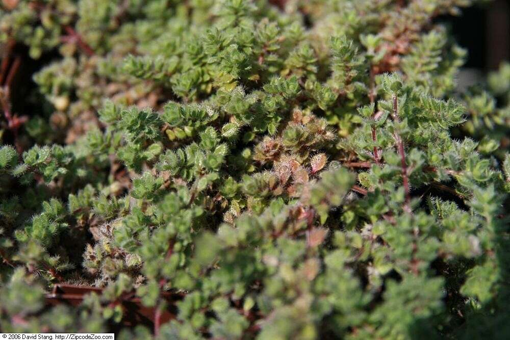 Image of creeping thyme