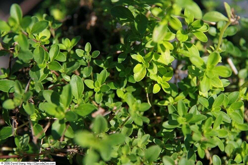 Слика од Thymus serpyllum L.