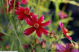 Image of pink tickseed