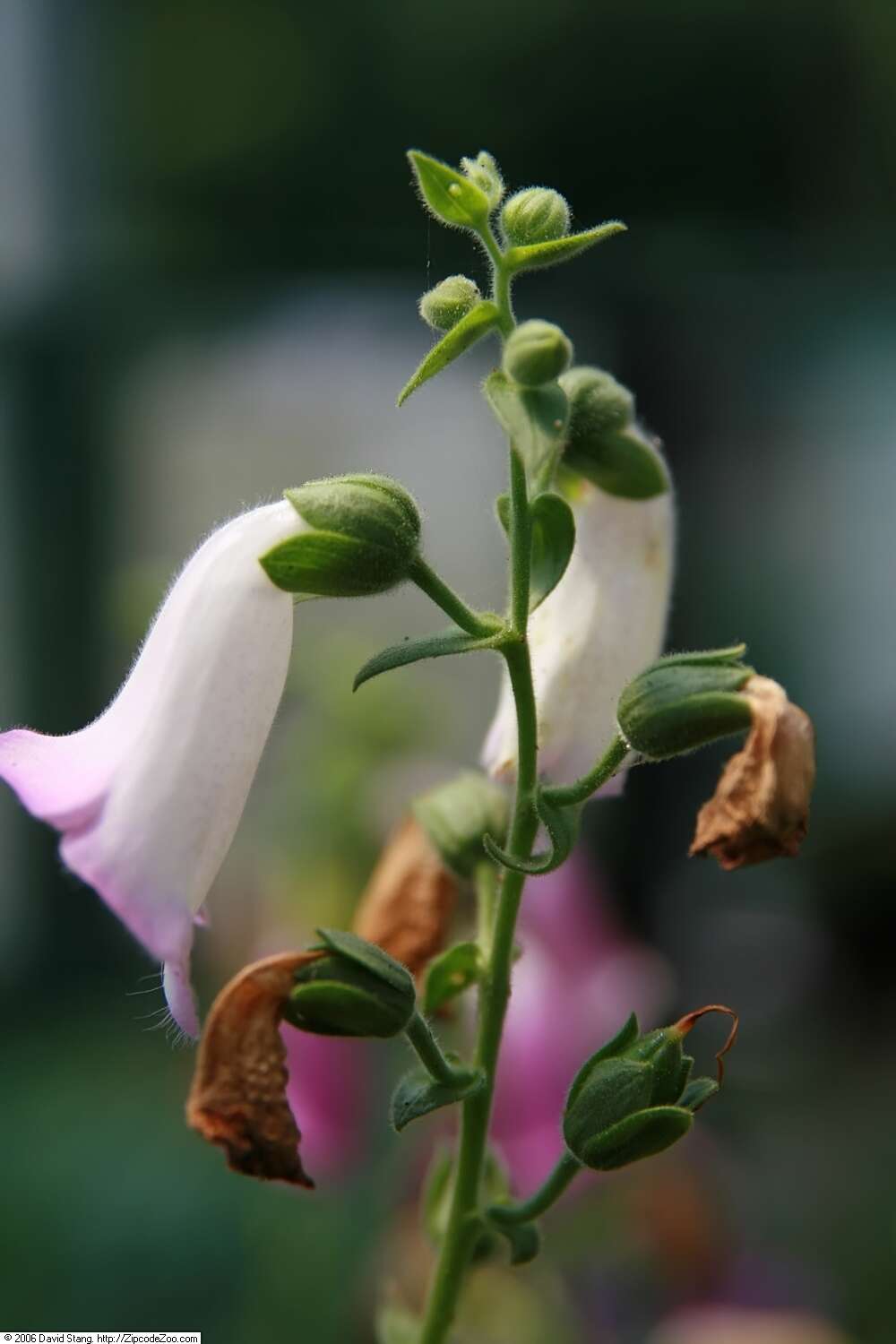 Imagem de Digitalis thapsi L.