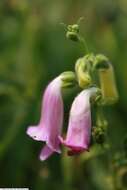 Image of Digitalis thapsi L.