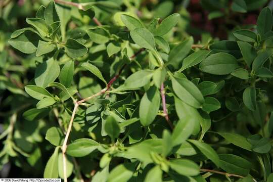 Image of rock soapwort