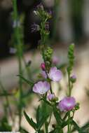 Image of dwarf checkerbloom