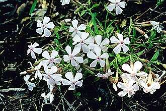 Image of sticky catchfly