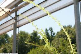 Image of wrinkleleaf goldenrod