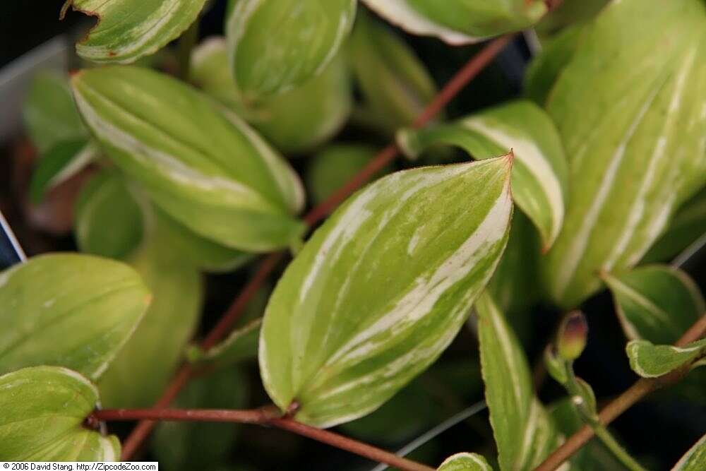 Image of Tricyrtis macropoda Miq.