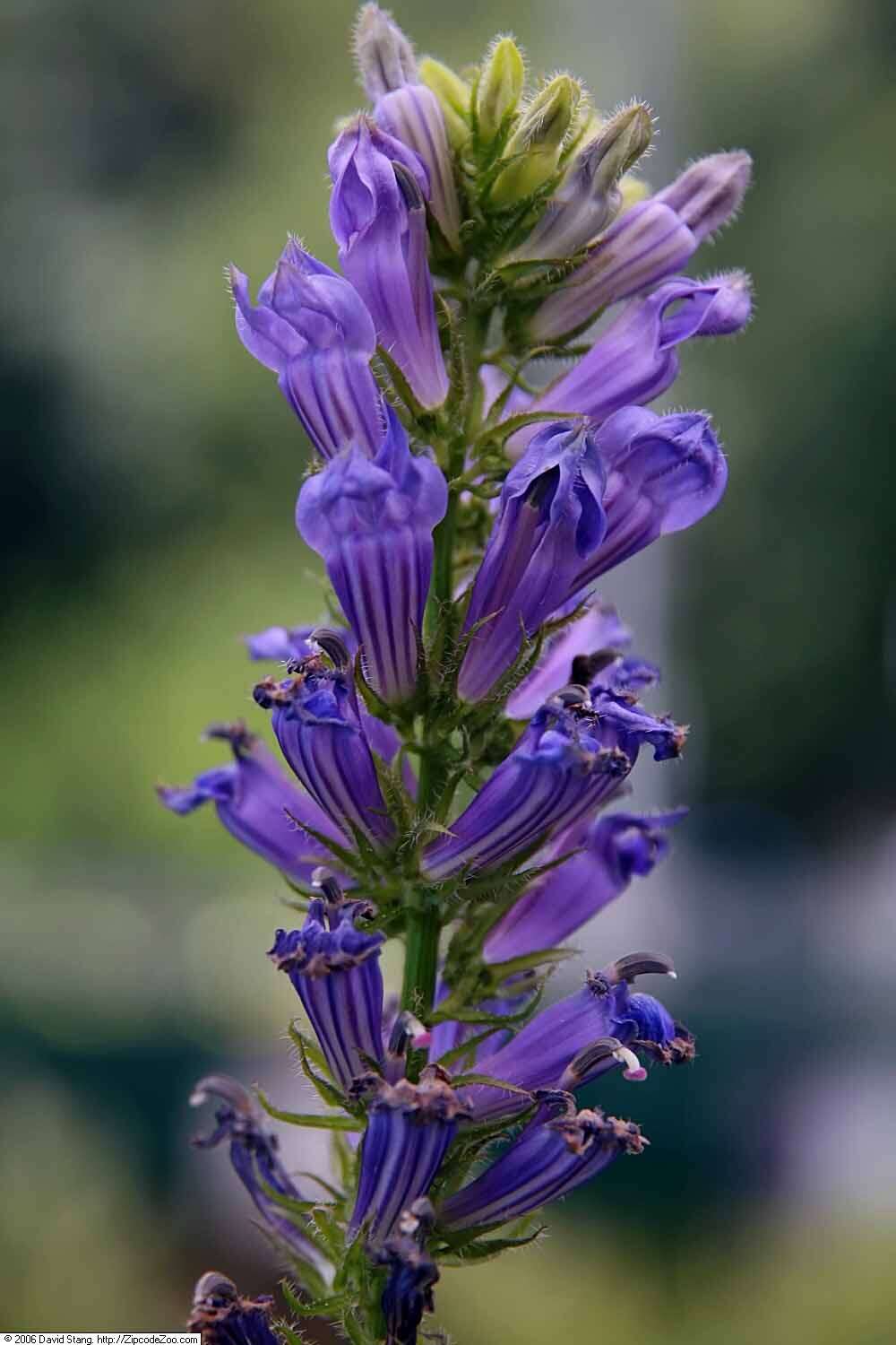 Слика од Lobelia siphilitica L.