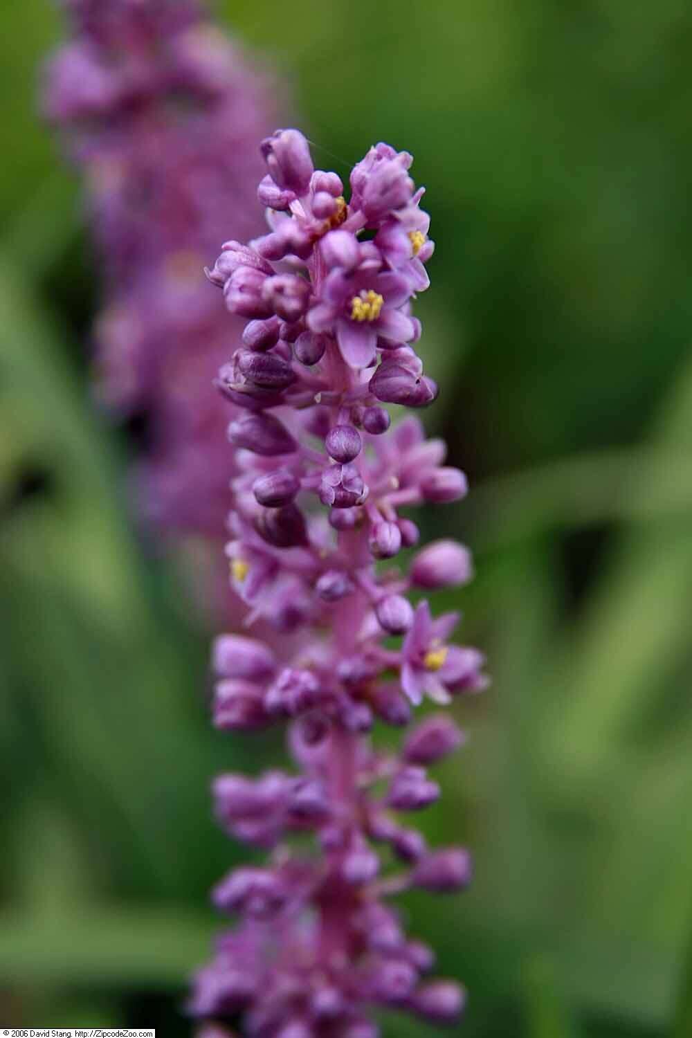 Image of Big blue lilyturf'