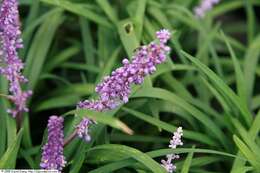 Image of Big blue lilyturf'