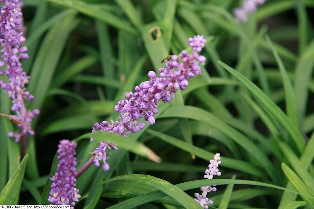 Image of Big blue lilyturf'