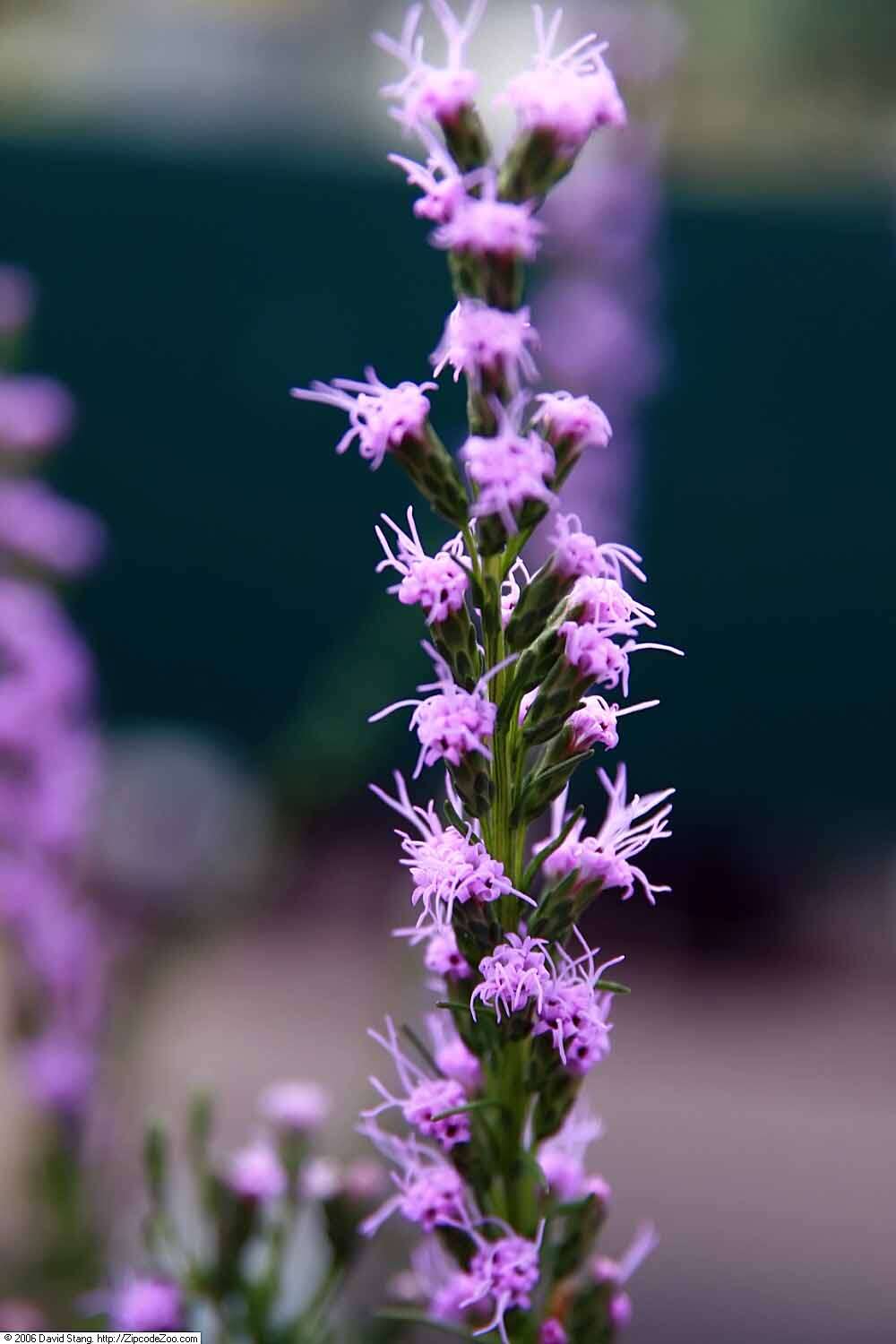 Слика од Liatris microcephala (Small) Schumann