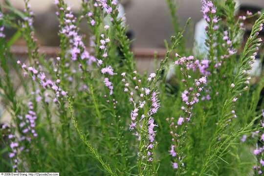 Слика од Liatris microcephala (Small) Schumann