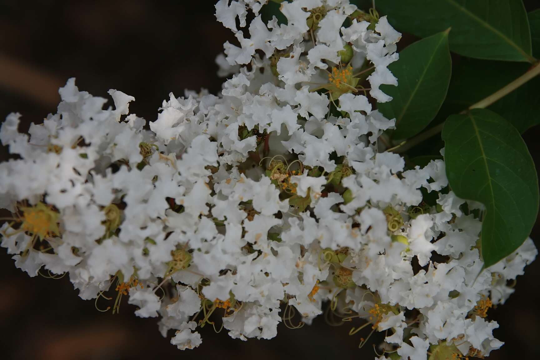 Image of lagerstroemia