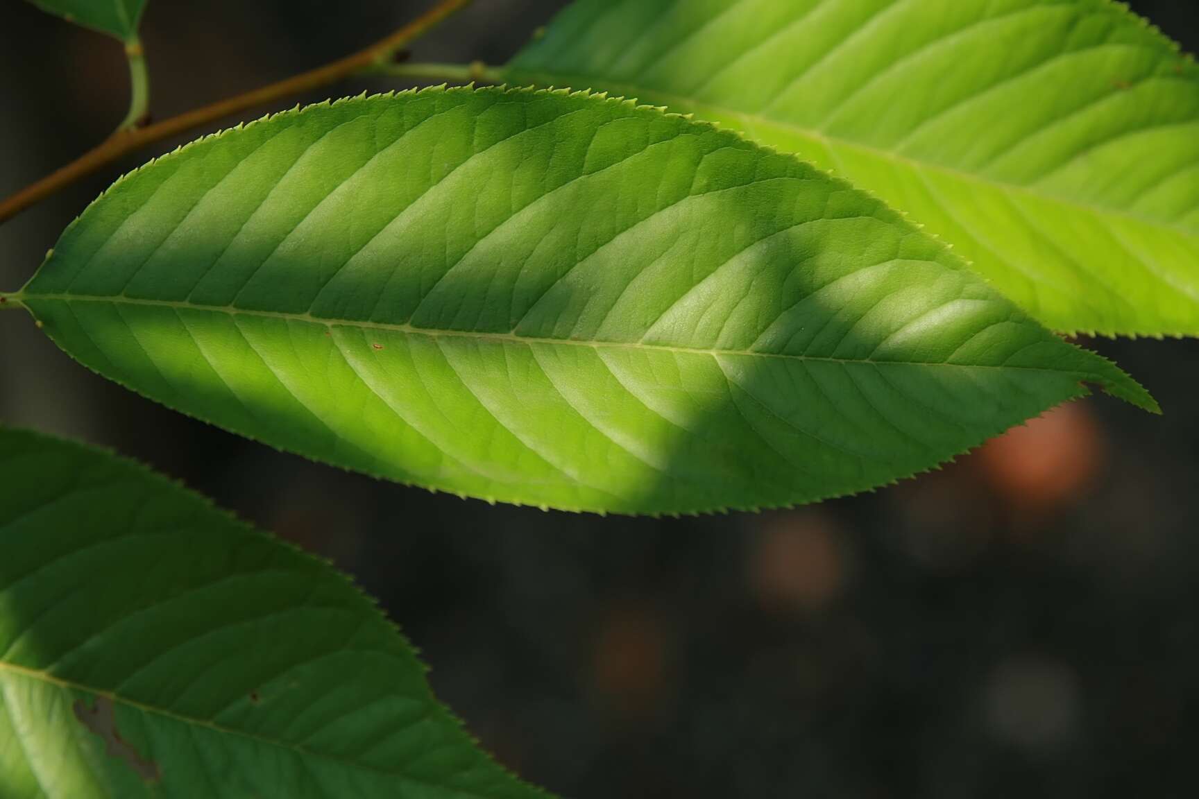 Plancia ëd Prunus yedoensis Matsum.