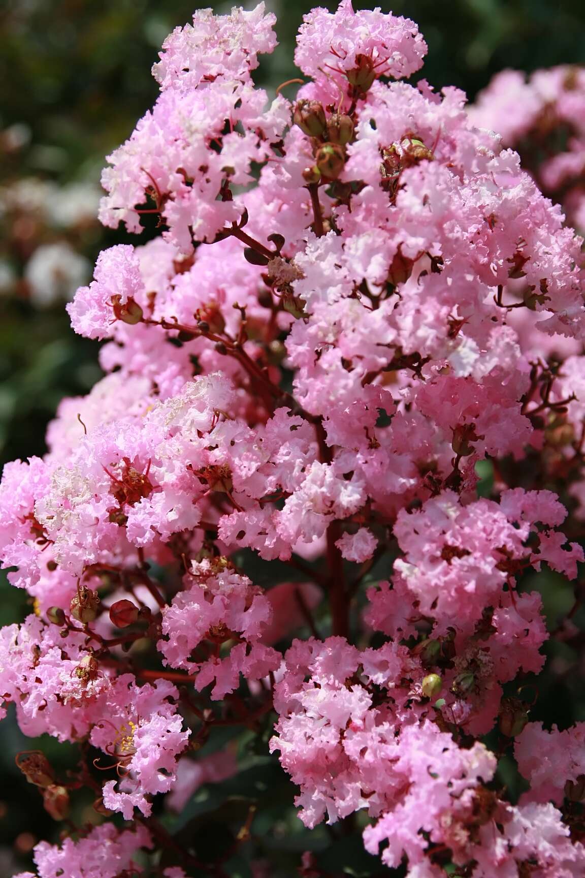 Image of lagerstroemia