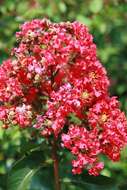 Image of lagerstroemia