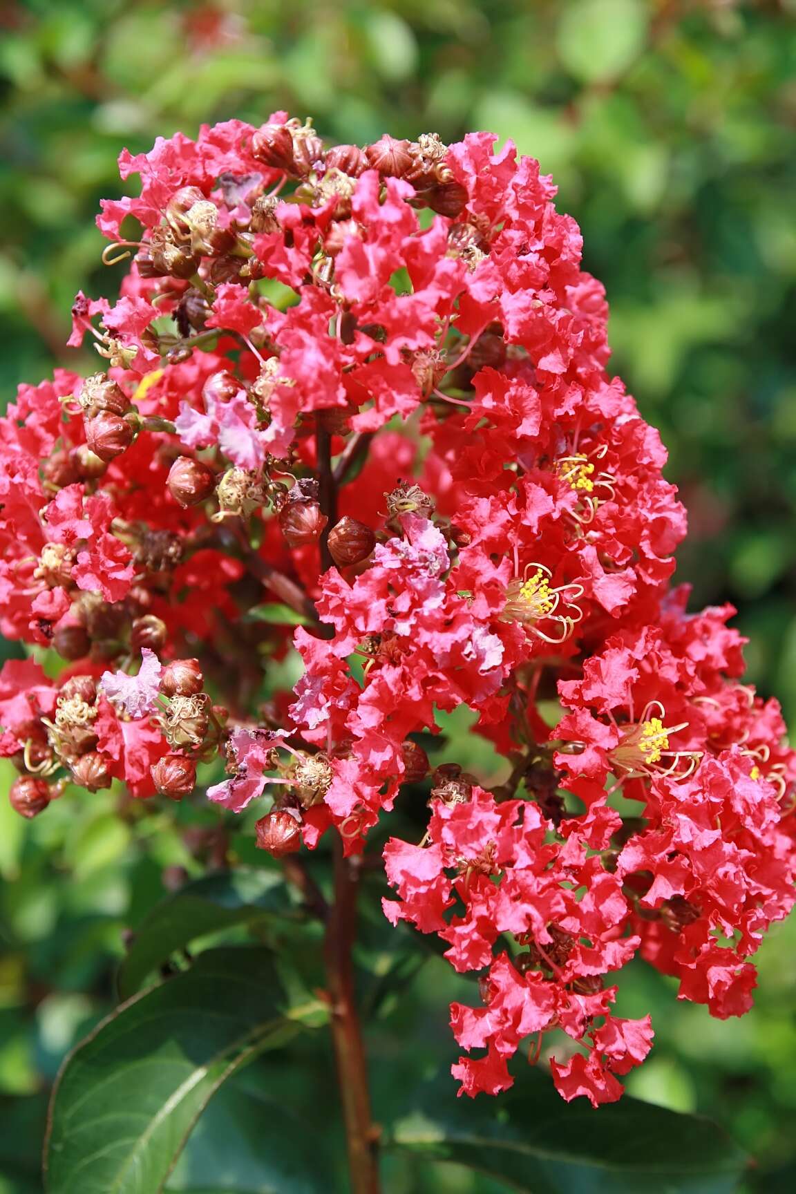 Image of lagerstroemia