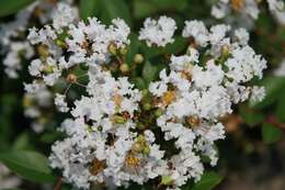 Image of lagerstroemia