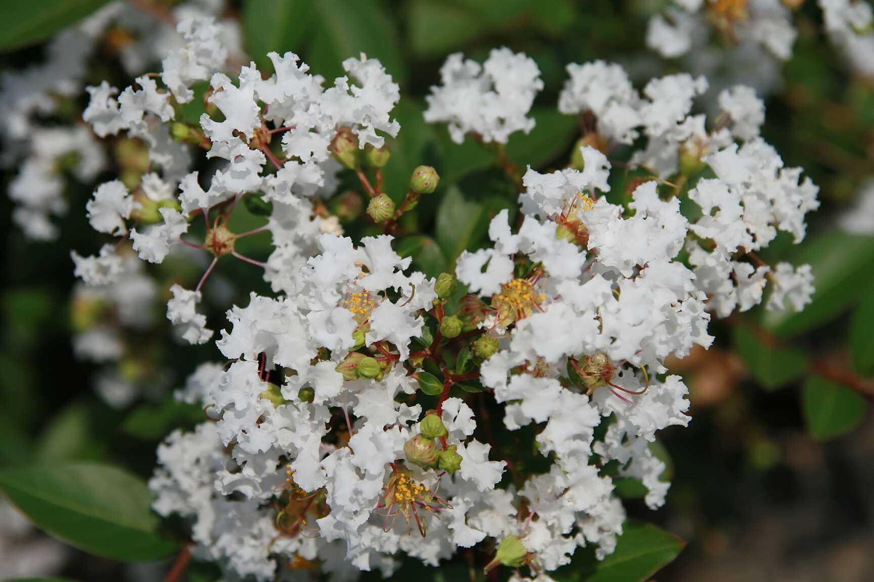 Image of lagerstroemia