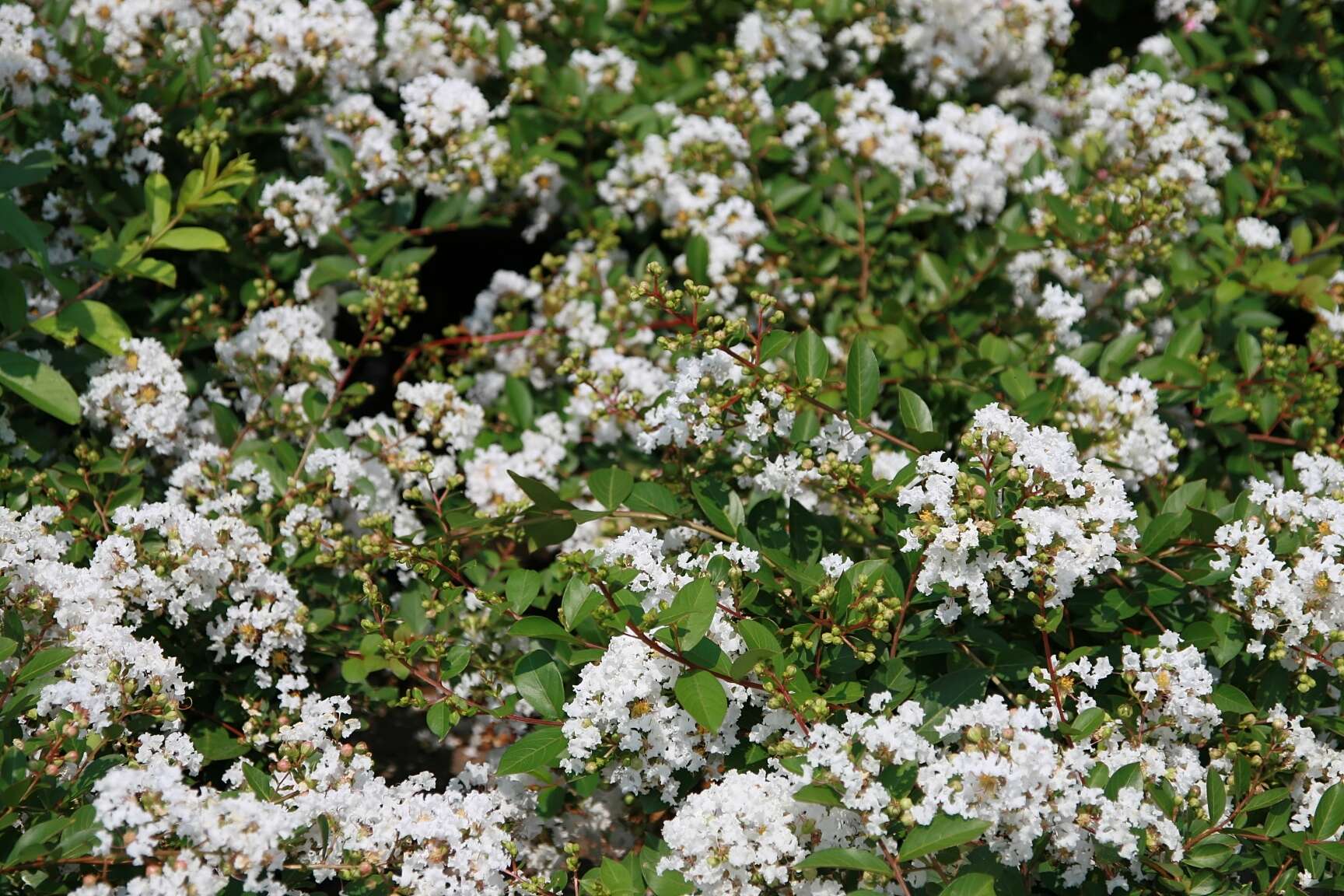 Image of lagerstroemia