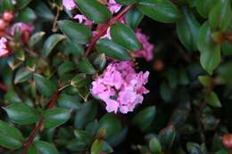 Image of lagerstroemia