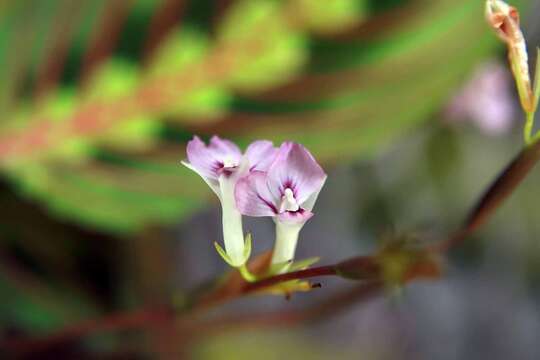 Image of prayerplant