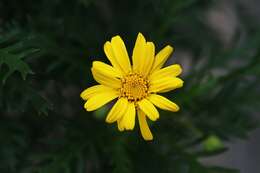 Imagem de Euryops chrysanthemoides (DC.) B. Nordenst.