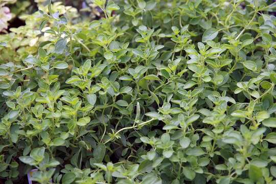 Imagem de Origanum majorana L.