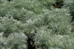 Image of Artemisia schmidtiana Maxim.