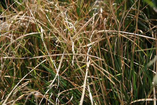 Image of Tufted Hair-grass