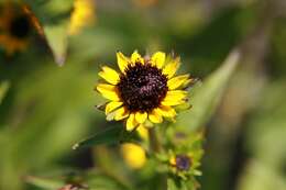 Image of orange coneflower