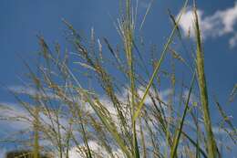 Image of switchgrass