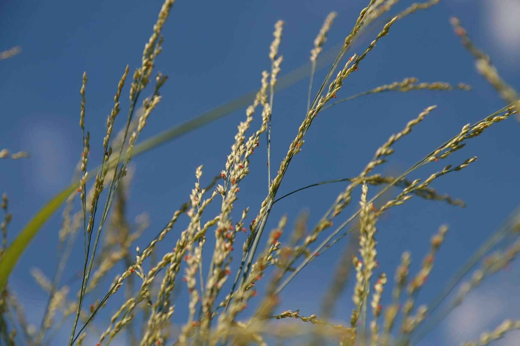 Imagem de Panicum virgatum L.