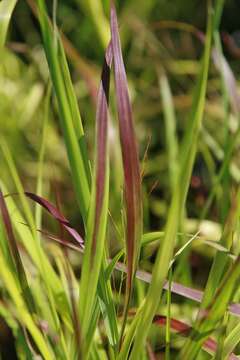 Imagem de Panicum virgatum L.