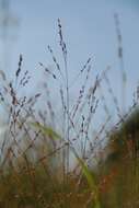 Image of switchgrass