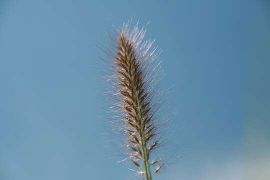 Imagem de Pennisetum alopecuroides