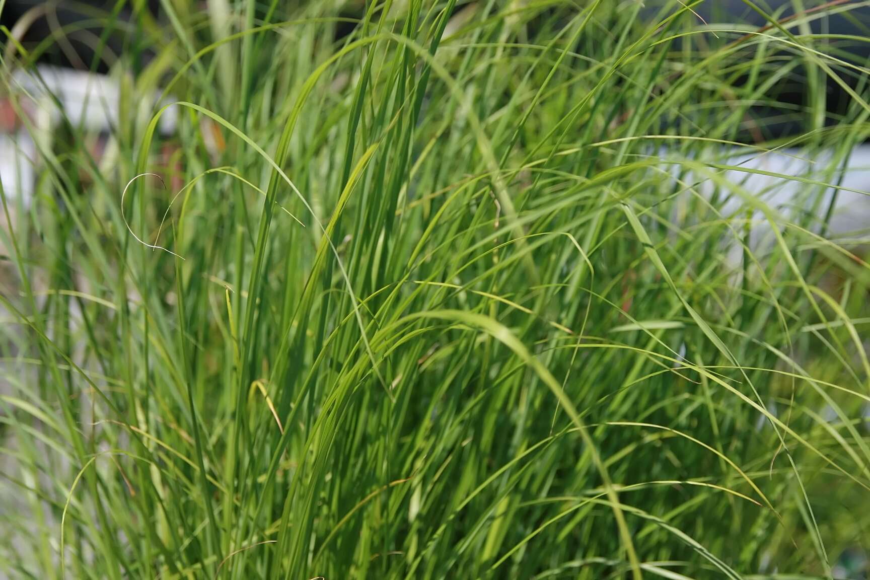 Imagem de Pennisetum alopecuroides