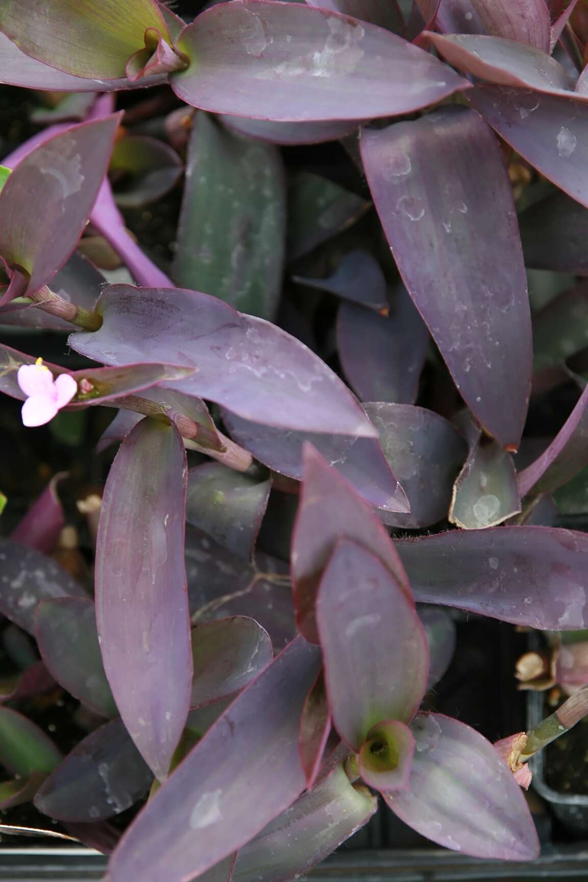 Image of purple heart