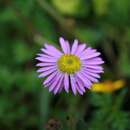 Image of Brachyscome segmentosa F. Müll.