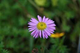 Image of Brachyscome segmentosa F. Müll.