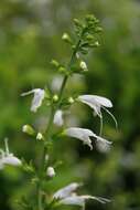 Imagem de Salvia coccinea Buc'hoz ex Etl.