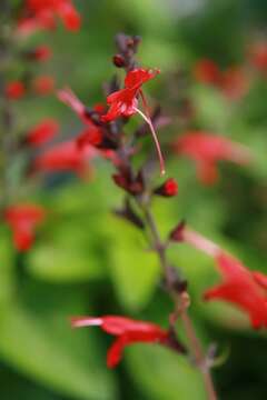 Imagem de Salvia coccinea Buc'hoz ex Etl.