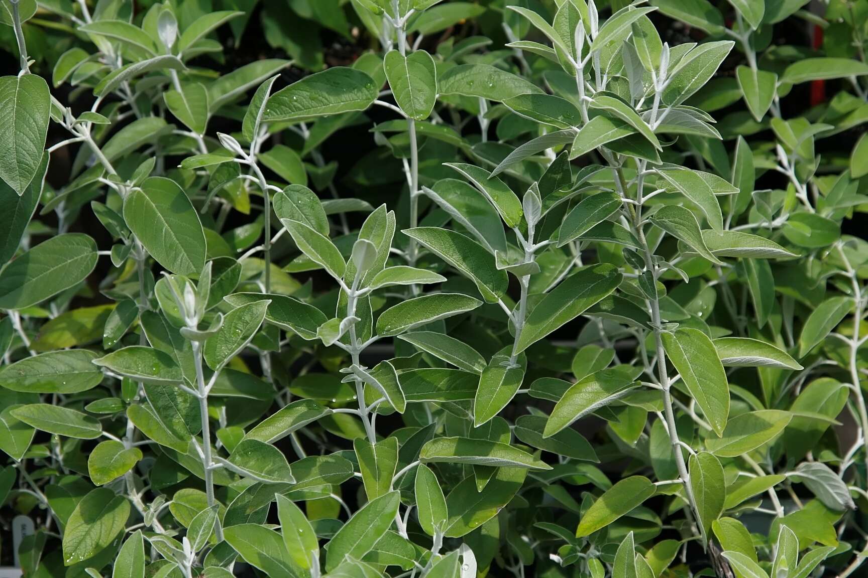 Imagem de Salvia discolor Kunth