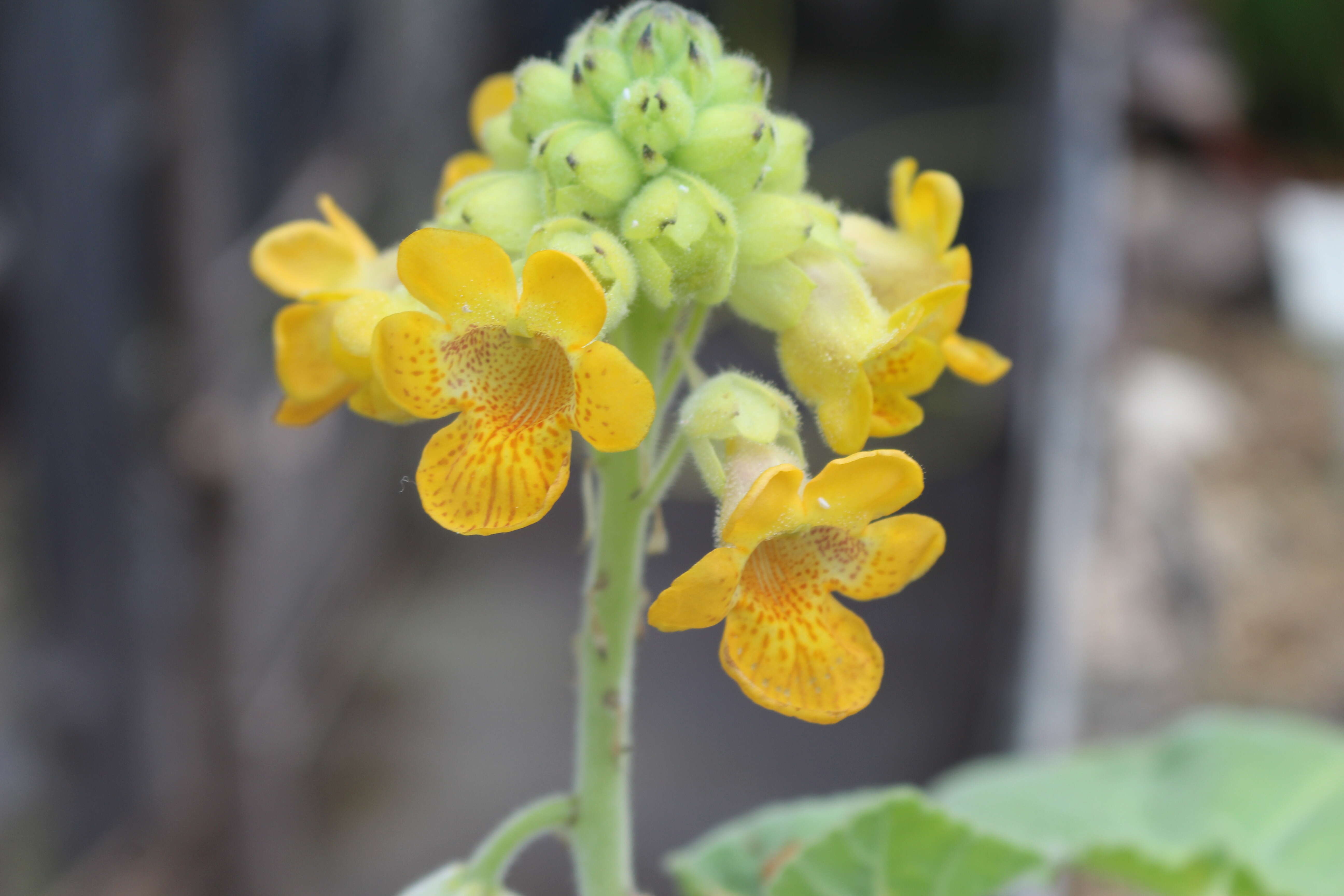 Image of yellow unicorn-plant