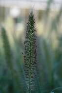 Imagem de Pennisetum alopecuroides