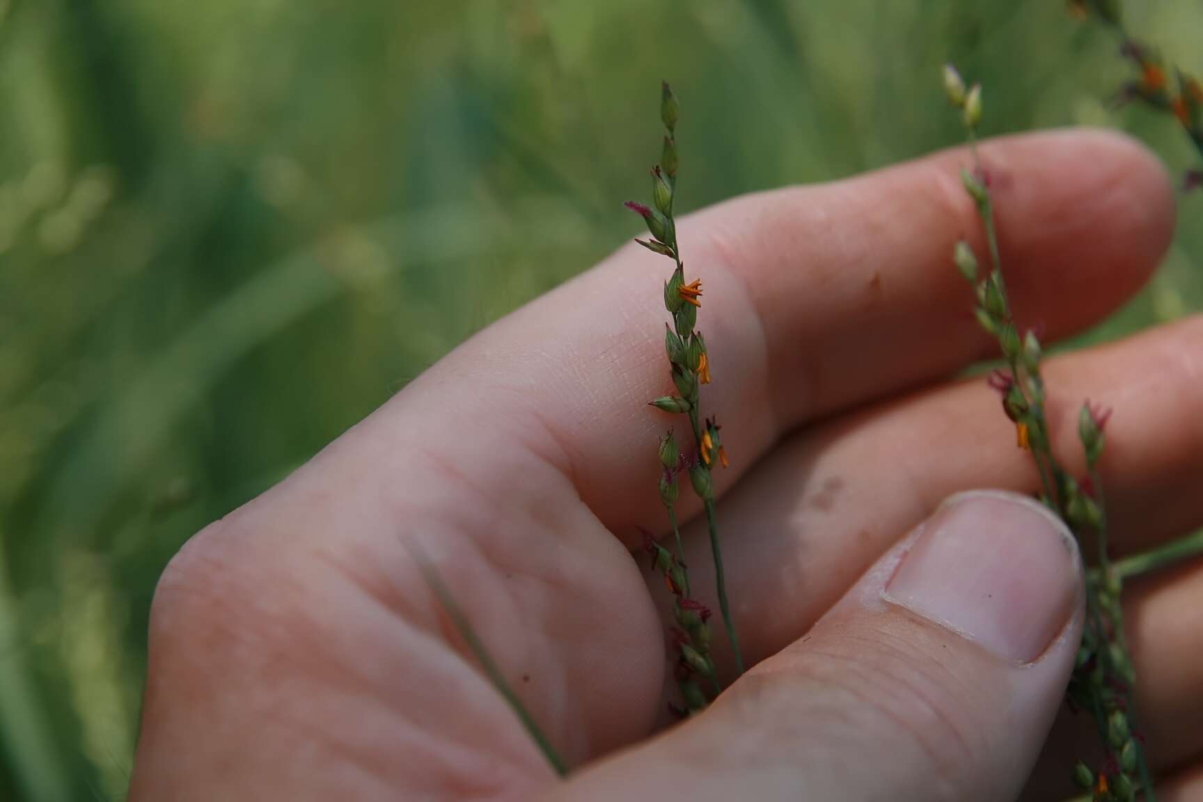 Imagem de Panicum virgatum L.