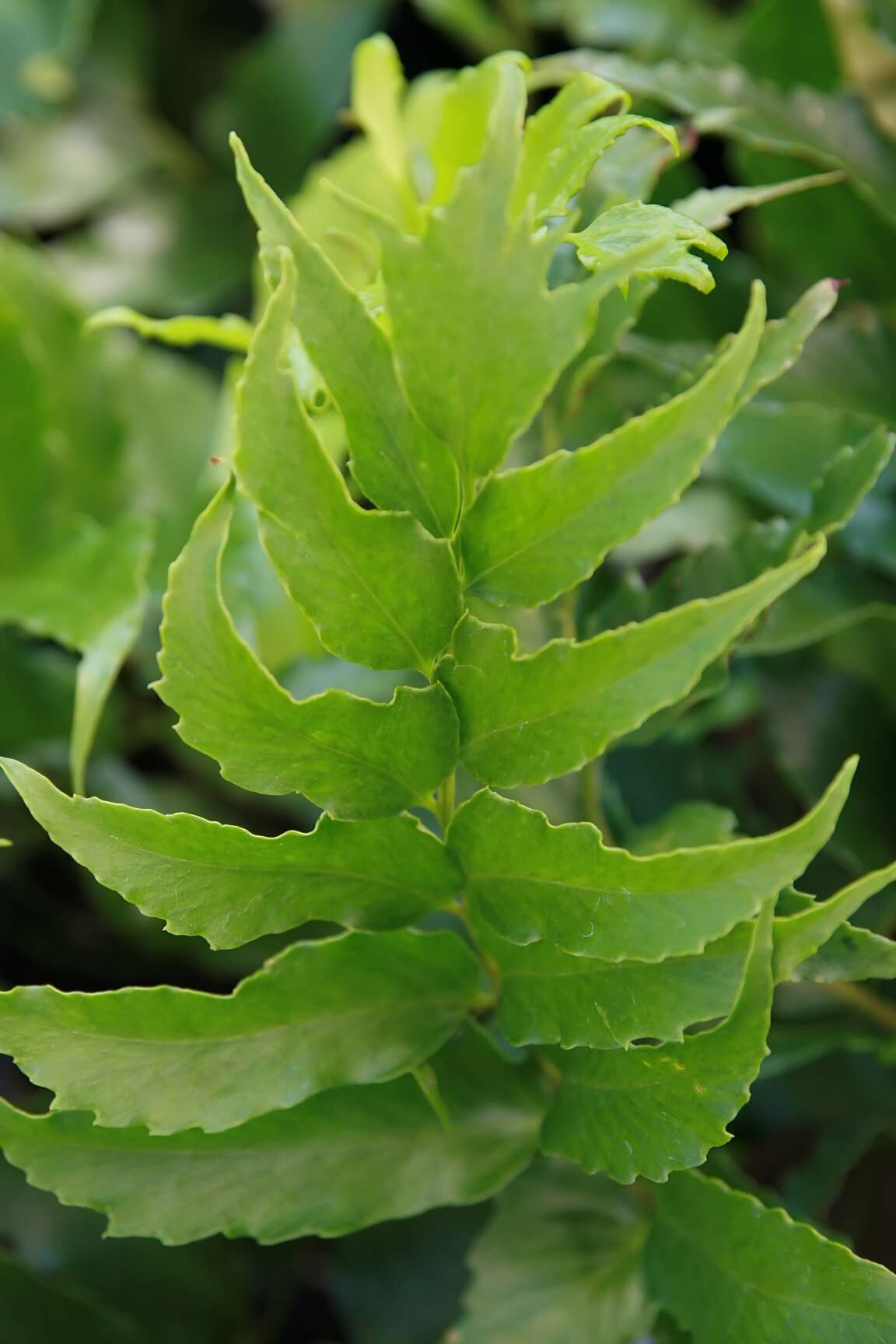 Image of Japanese netvein hollyfern