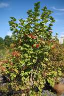 Image of Cranberry-tree