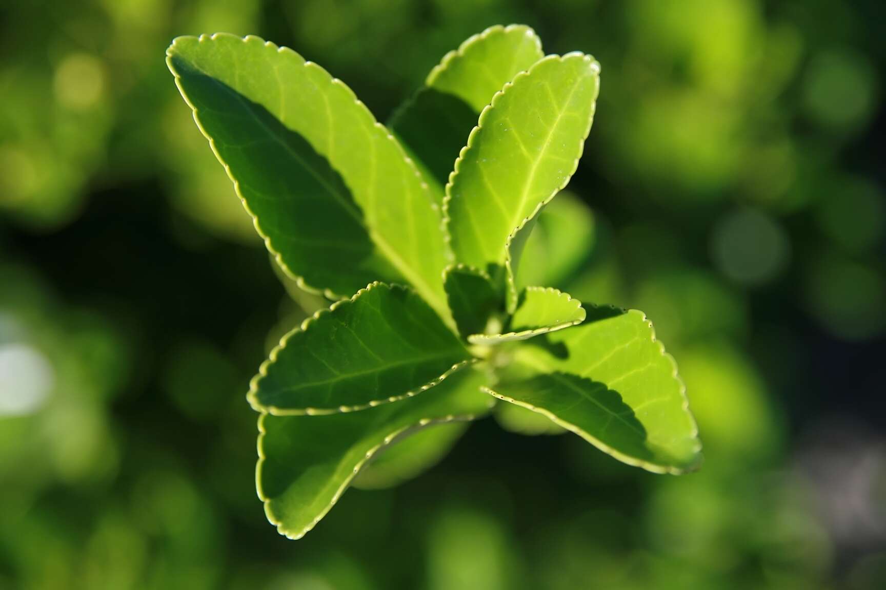 Plancia ëd Euonymus japonicus Thunb.