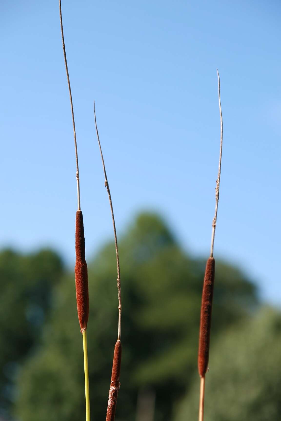 Image of Lesser Bulrush